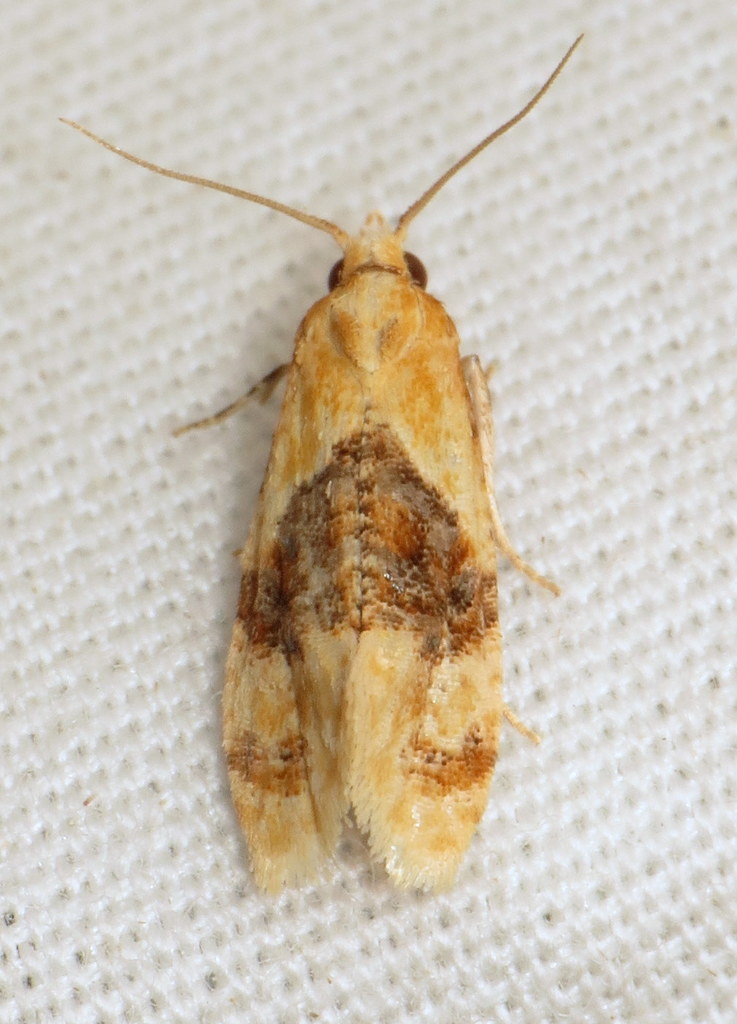 Banded Sunflower Moth
