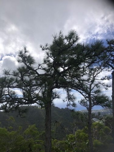 Pinus elliottii observed 2024-11-29