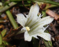 Gentiana newberryi
