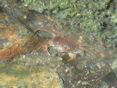 Geothelphusa dehaani