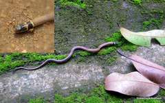 Sibynophis subpunctatus