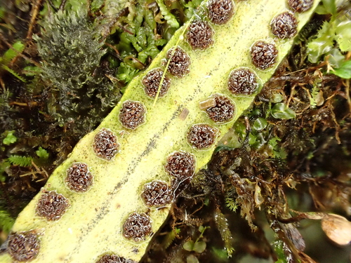 Oreogrammitis baldwinii observed 2024-11-25