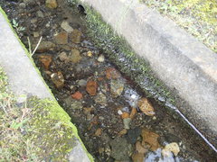 Geothelphusa dehaani