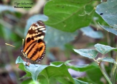 Eueides isabella eva