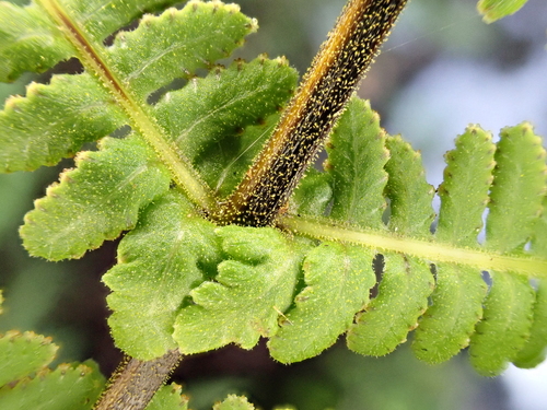 Amauropelta globulifera observed 2024-11-25