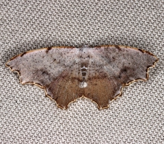 Epicompsa xanthocrossa