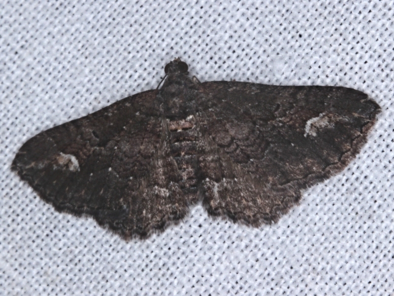 Eucymatoge