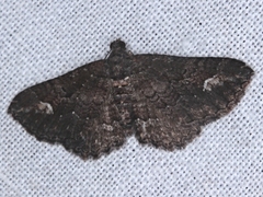 Eucymatoge scotodes
