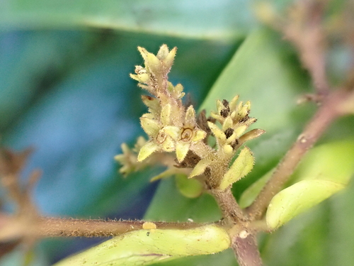 Kadua foggiana observed 2024-11-25