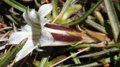Gentiana newberryi