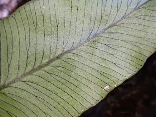 Elaphoglossum pellucidum