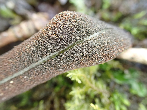 Elaphoglossum pellucidum