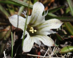 Gentiana newberryi