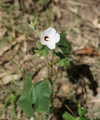 Abelmoschus ficulneus