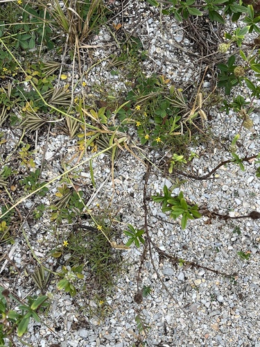 Image of Pectis glaucescens by no rights reserved