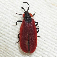 Lycus sanguinipennis