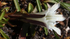 Gentiana newberryi