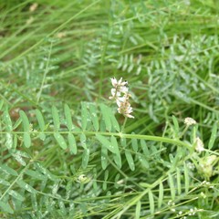 Vicia pulchella
