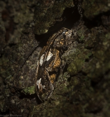 Temnosternopsis dissimilis