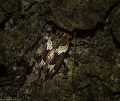 Temnosternopsis dissimilis