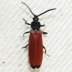 Lygistopterus apicalis