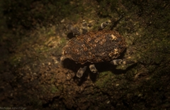 Poropterus bisignatus