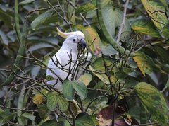 Cacatua sulphurea
