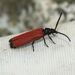 Lygistopterus apicalis