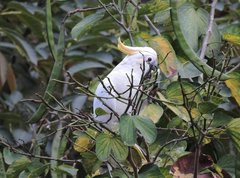 Cacatua sulphurea