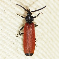 Lygistopterus apicalis