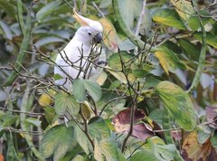 Cacatua sulphurea