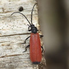 Lygistopterus apicalis