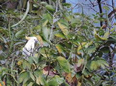 Cacatua sulphurea