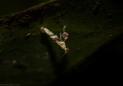 Cyphosticha panconita