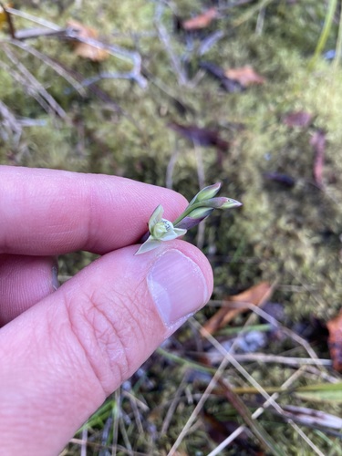 Image of Thelymitra pulchella by (c) Michael Berardozzi, some rights reserved (CC BY)