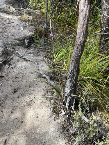 Image of Thelymitra pulchella by (c) Michael Berardozzi, some rights reserved (CC BY)