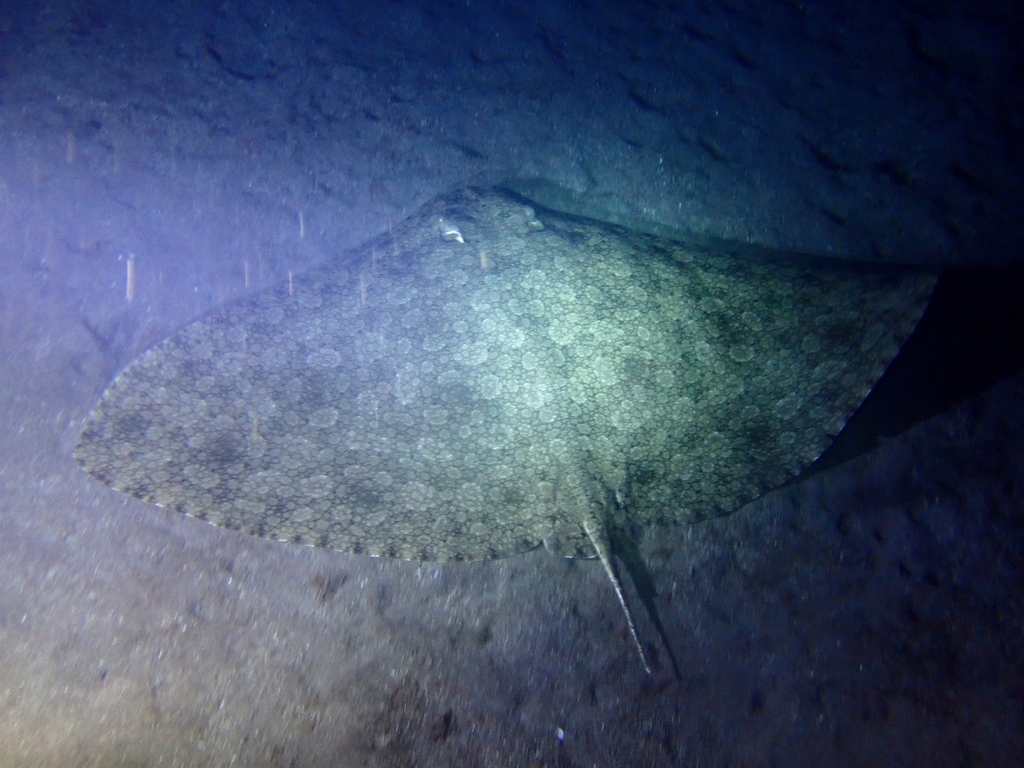 Spiny butterfly ray lying on the seabed in a diver's light