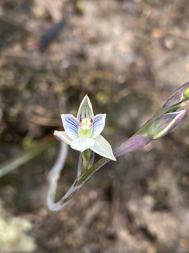 Image of Thelymitra pulchella by (c) Michael Berardozzi, some rights reserved (CC BY)