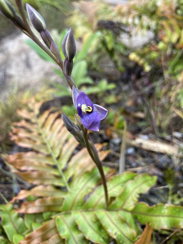 Image of Thelymitra hatchii by (c) Michael Berardozzi, some rights reserved (CC BY)