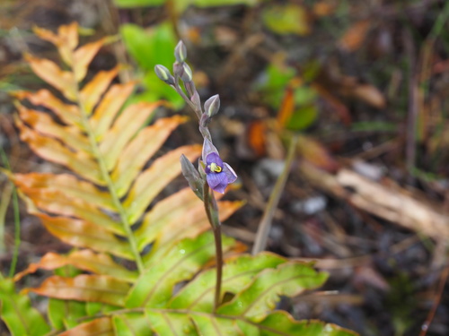 Image of Thelymitra hatchii by (c) Michael Berardozzi, some rights reserved (CC BY)
