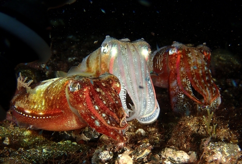 African Cuttlefish