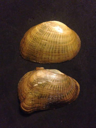 Epioblasma brevidens (I.Lea, 1831)