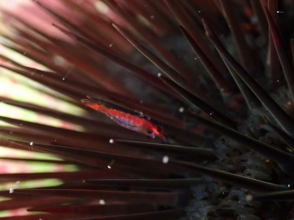black-urchin shrimp