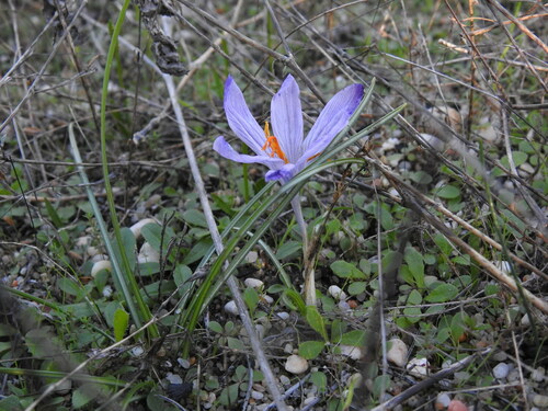 Image of Crocus serotinus by (c) Duarte Frade, some rights reserved (CC BY)