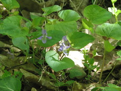 Viola tanaitica