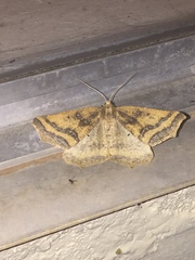 Prochoerodes amplicineraria