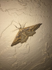 Prochoerodes amplicineraria