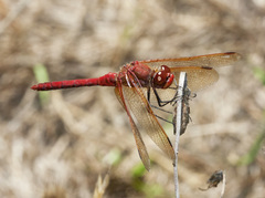 Sympetrum madidum
