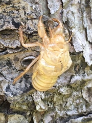 Cicada orni