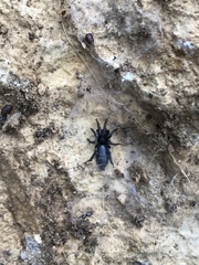 Zelotes subterraneus